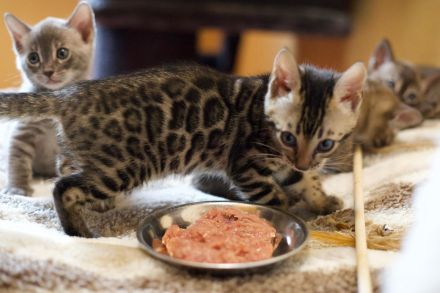 Bildhübsches braunes Bengal Mädchen mit Champion Papa