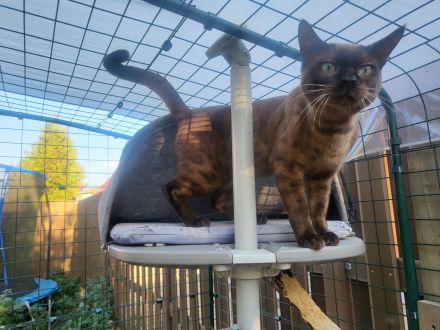 Hübscher Bengal Kater sucht Zuhause mit Freigang