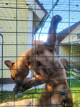 Hübscher Bengal Kater sucht Zuhause mit Freigang