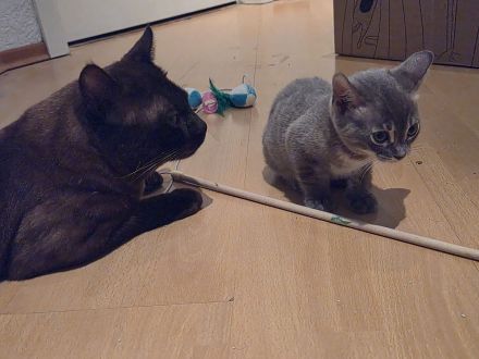 Hübscher Bengal Kater sucht Zuhause mit Freigang