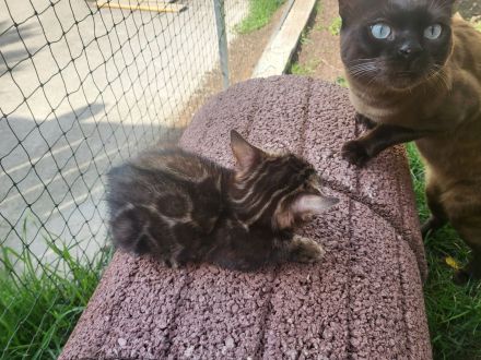 Hübscher Bengal Kater sucht Zuhause mit Freigang
