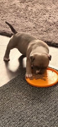 American Pocket Bully