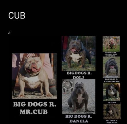 American Pocket Bully