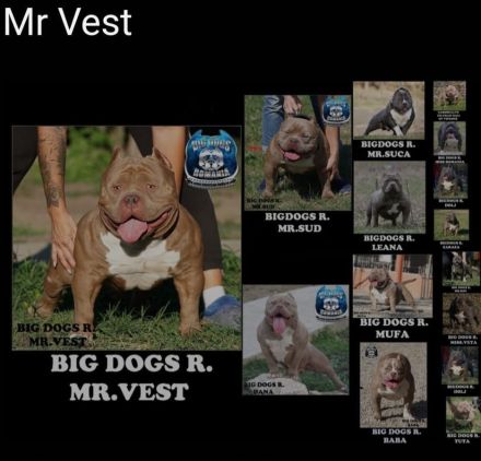 American Pocket Bully