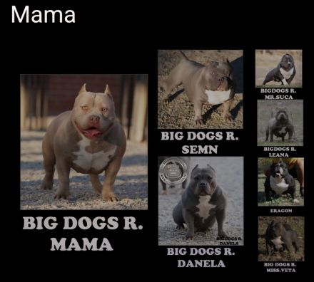 American Pocket Bully