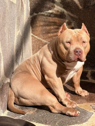 American Pocket Bully