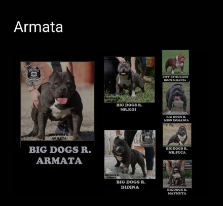 American Pocket Bully