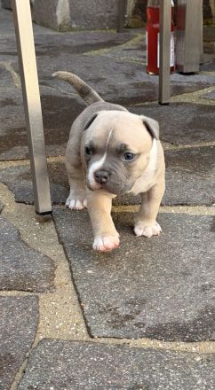 American Pocket Bully
