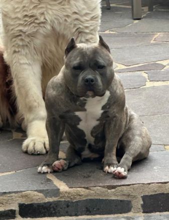 American Pocket Bully