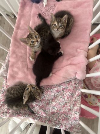 !kleine Herzensbrecher suchen ein liebevolles Zuhause!