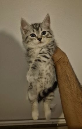 !kleine Herzensbrecher suchen ein liebevolles Zuhause!