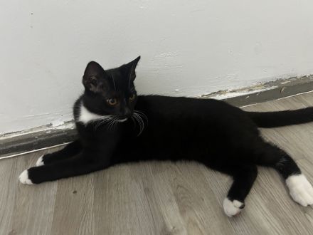 ! Junior Herzensbrecher suchen ein liebevolles Zuhause!