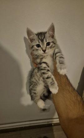 !kleine Herzensbrecher suchen ein liebevolles Zuhause!