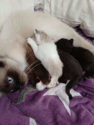 Ragdoll/BLH Mix