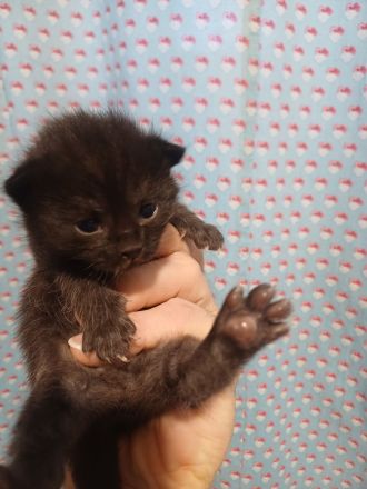 Ragdoll/BLH Mix