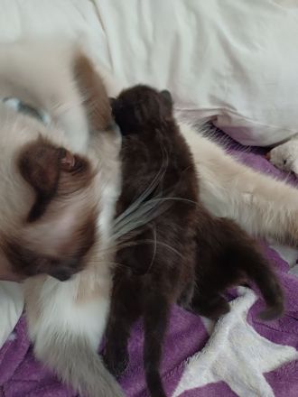 Ragdoll/BLH Mix