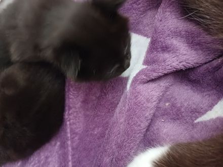 Ragdoll/BLH Mix