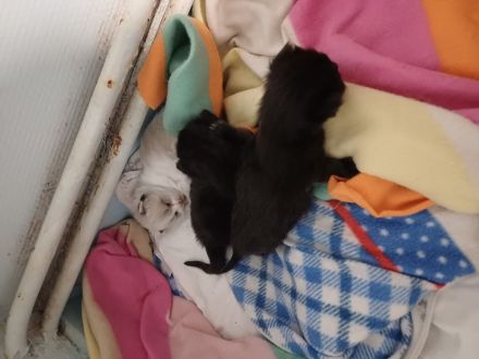 Ragdoll/BLH Mix