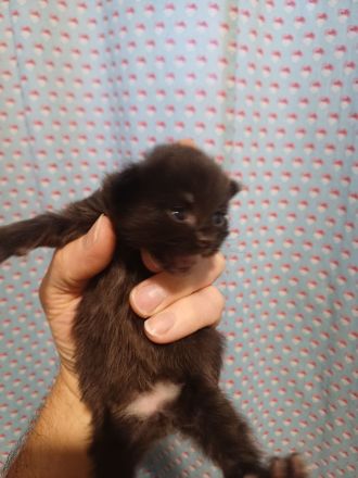 Ragdoll/BLH Mix
