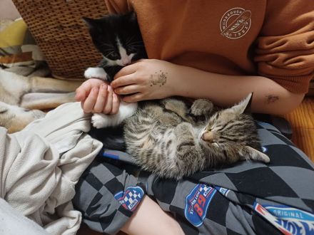 Kitten