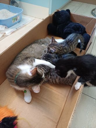 Kitten