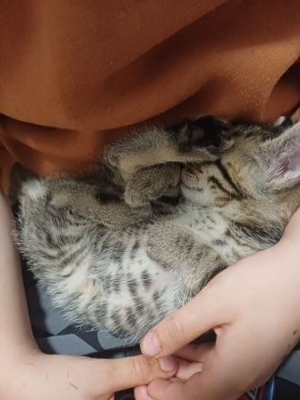 Kitten