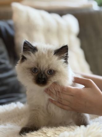 Liebevoll aufgewachsener Birma-Kater abzugeben