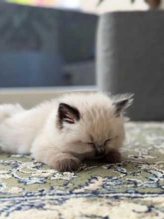 Liebevoll aufgewachsener Birma-Kater abzugeben