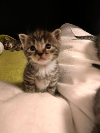 Kitten abzugeben