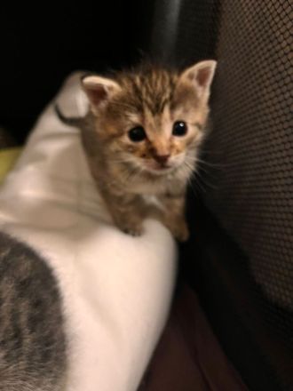 Kitten abzugeben