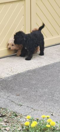 Bolonka-Pudel (Doodle, Bollipoo) Welpen.