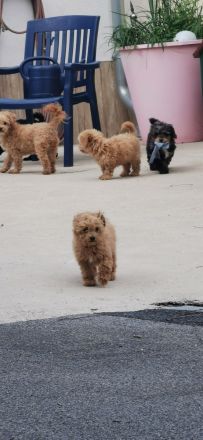 Bolonka-Pudel (Doodle, Bollipoo) Welpen.