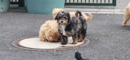 Bolonka-Pudel (Doodle, Bollipoo) Welpen.