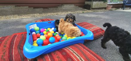 Bolonka-Pudel (Doodle, Bollipoo) Welpen.