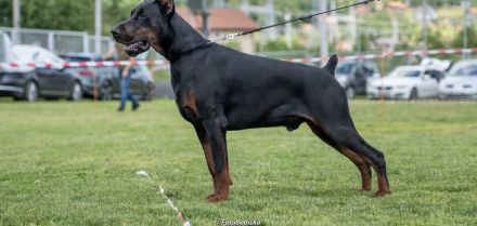Dobermann Rüde IGP1 BH CAC Best Male schwarz/rost