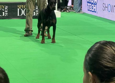 Dobermann Rüde IGP1 BH CAC Best Male schwarz/rost