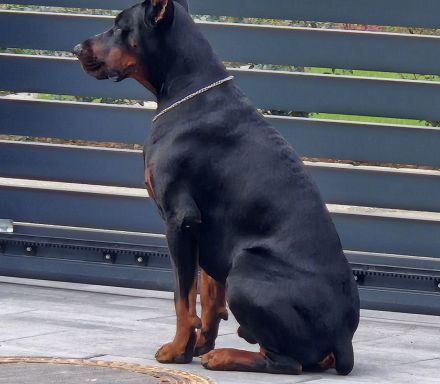 Dobermann Rüde IGP1 BH CAC Best Male schwarz/rost