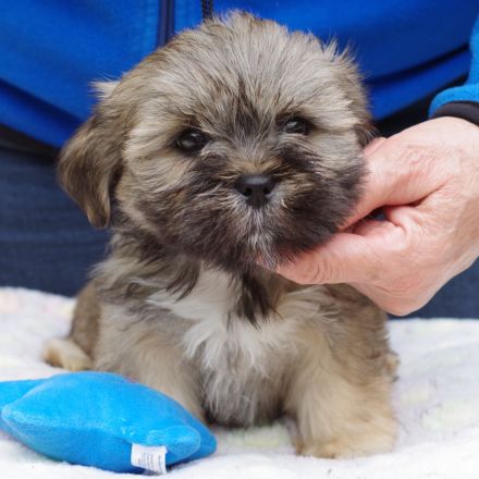 Lhasa Apso Welpen aus langjähriger VDH-Hobbyzucht