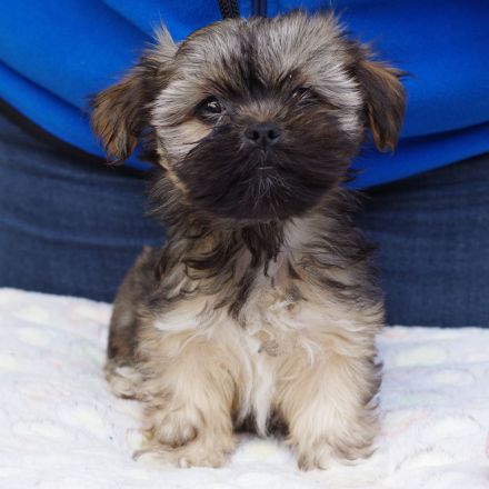 Lhasa Apso Welpen aus langjähriger VDH-Hobbyzucht
