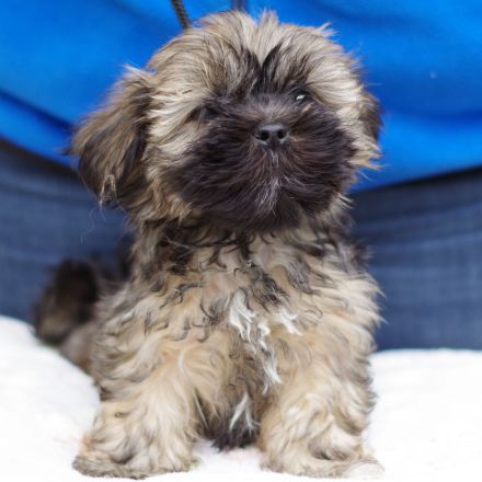 Lhasa Apso Welpen aus langjähriger VDH-Hobbyzucht