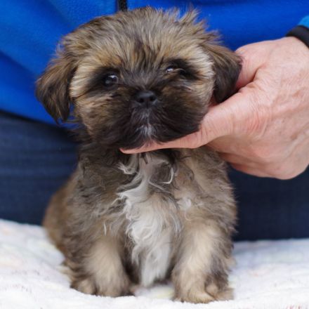 Lhasa Apso Welpen aus langjähriger VDH-Hobbyzucht