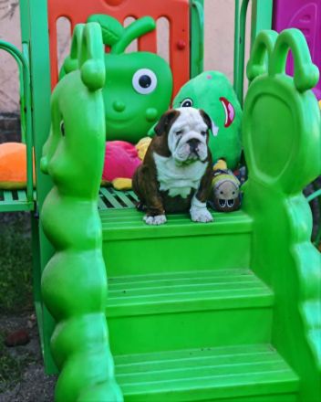 Englische Bulldogge mit FCI papiere