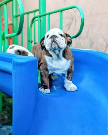 Englische Bulldogge mit FCI papiere