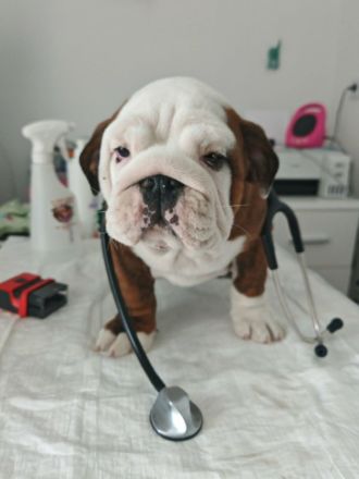Englische Bulldogge mit FCI papiere