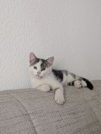 Katzen Babys