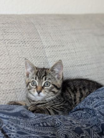 Katzen Babys