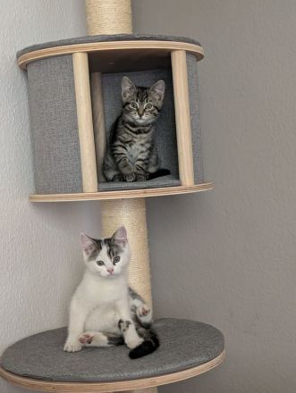 Katzen Babys