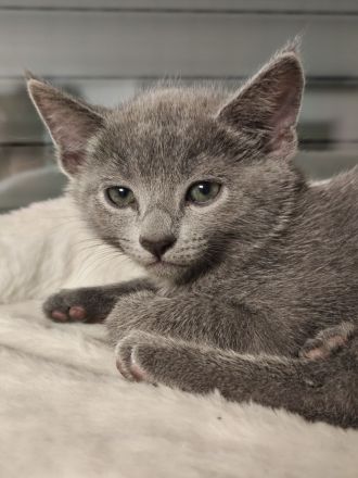 Russischblau reinrassige Kitten
