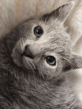 Russischblau reinrassige Kitten