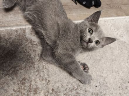 Russischblau reinrassige Kitten